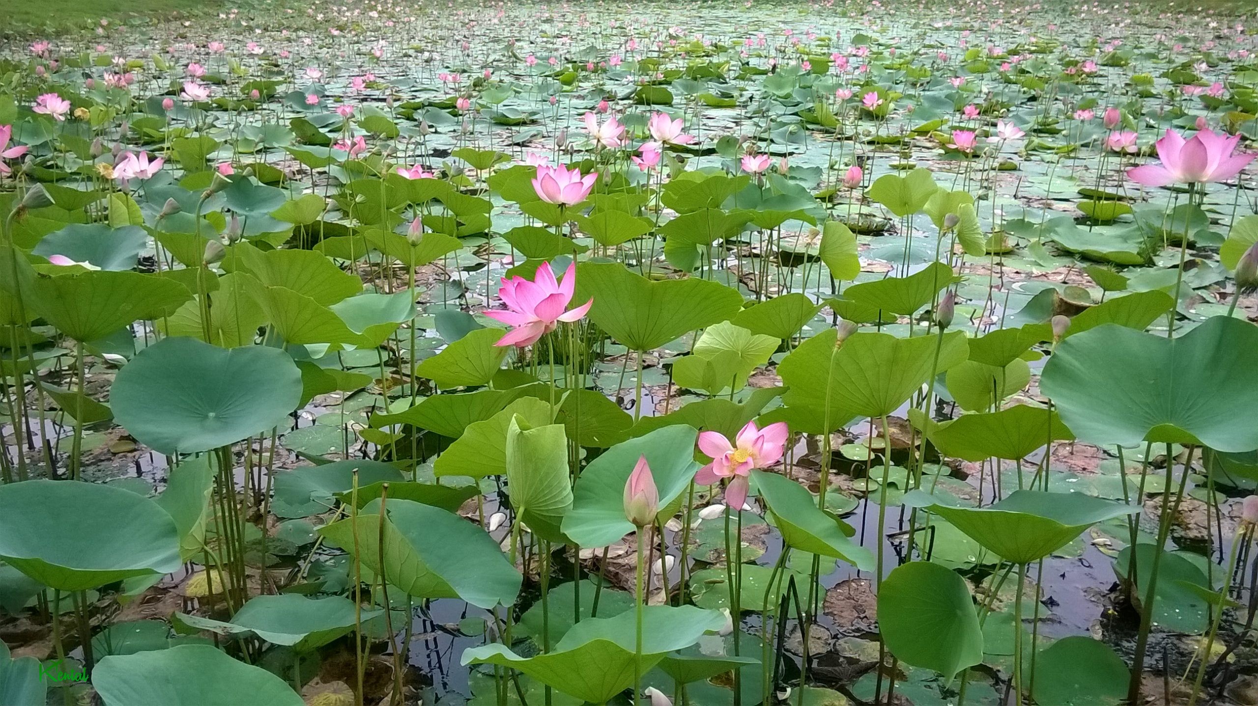 Registration of Lily Pond in the list of national monuments