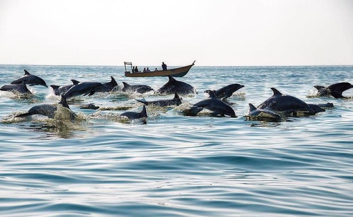 Hengam Island Dolphin Sanctuary Tours