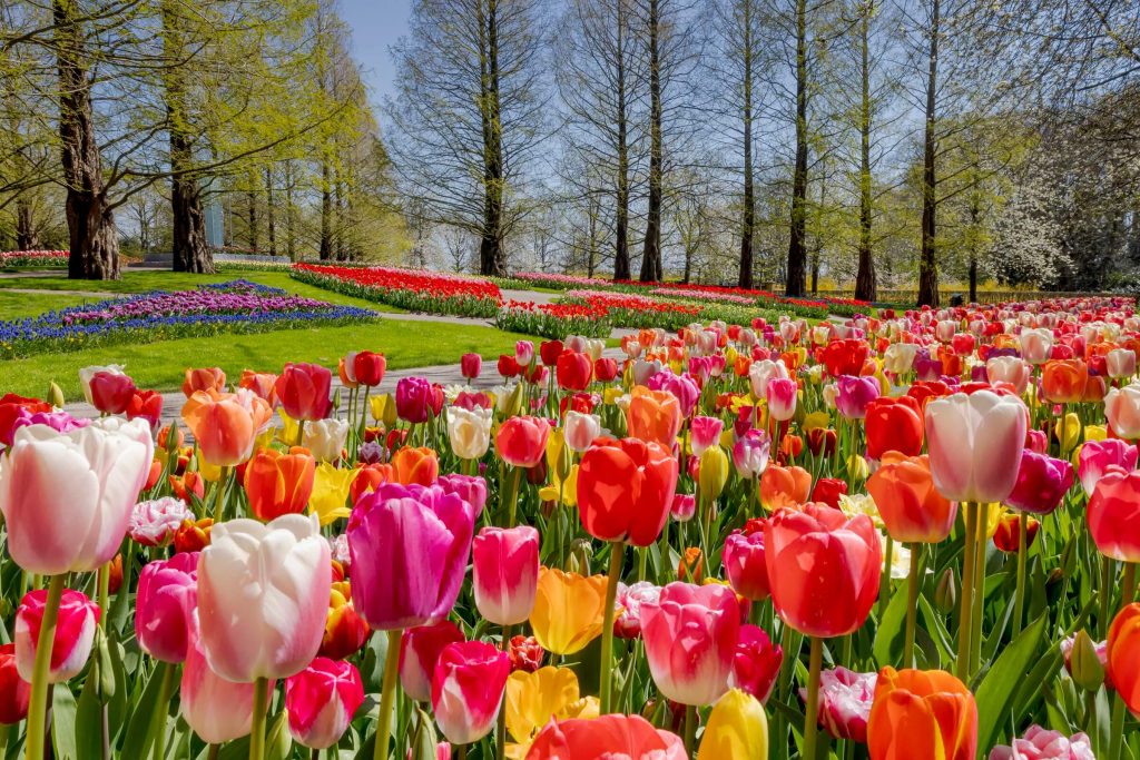 National Flower of Iran
