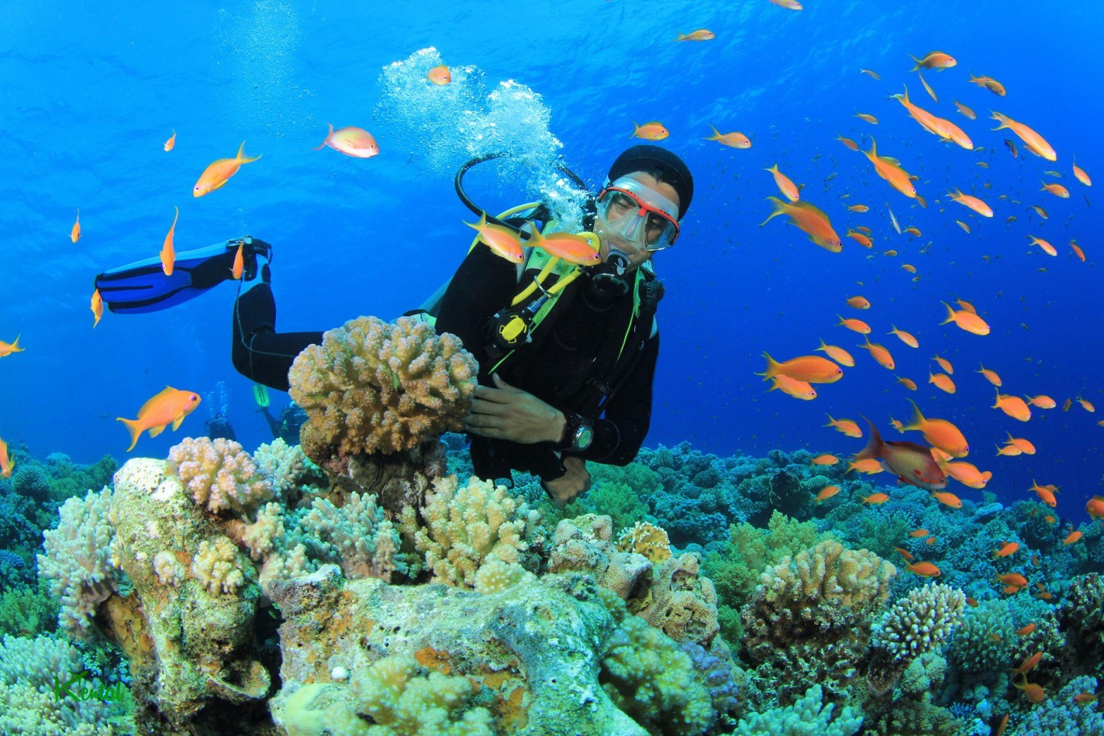 Top 10 Iran diving tours for nature lovers