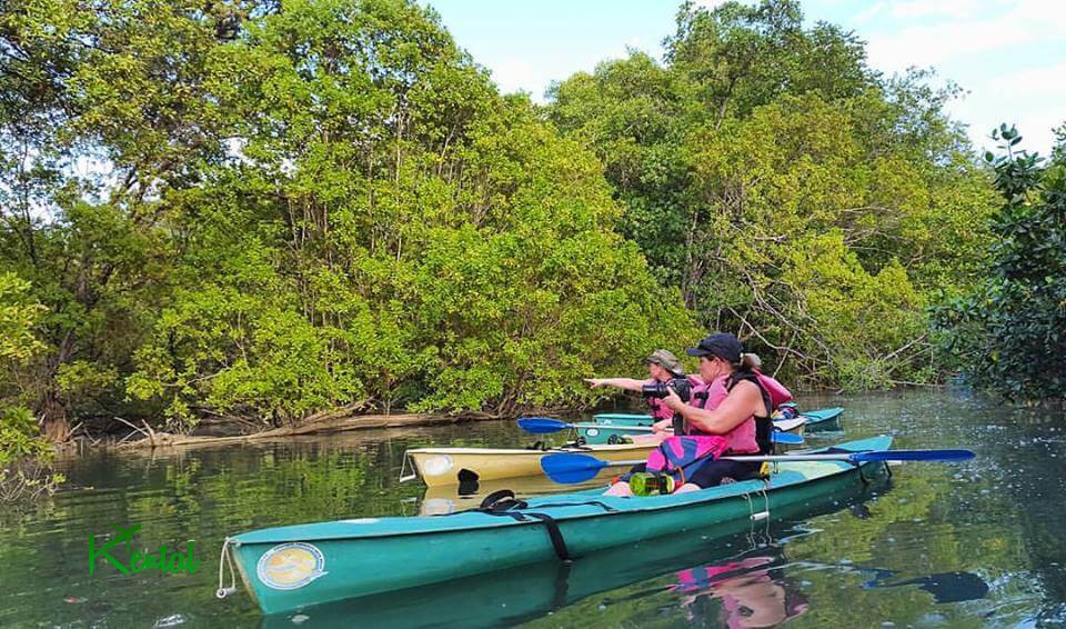 Sirik Island Mangrove Tours